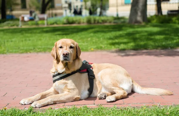 Perro guía está descansando en el parque —  Fotos de Stock