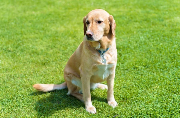 Schattig labrador hond — Stockfoto