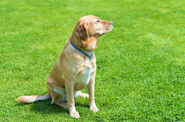 Adorable labrador dog