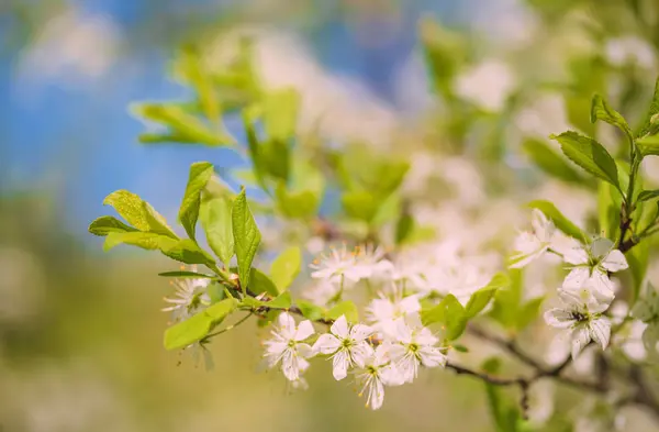 Hermosa flor en la rama — Foto de Stock