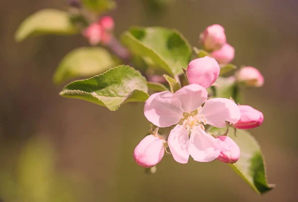 Beautiful flower blossom on branch — Stock Photo, Image