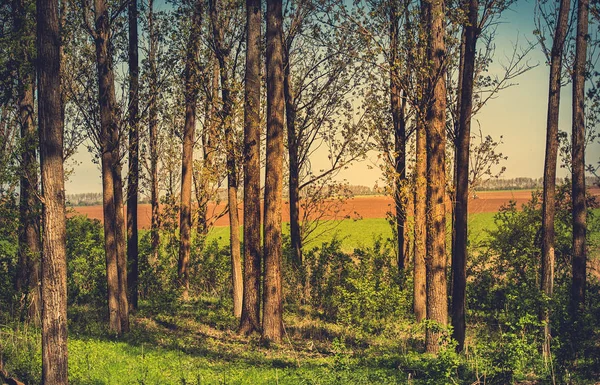 Vintage barevné fotografie lesa podrobností — Stock fotografie