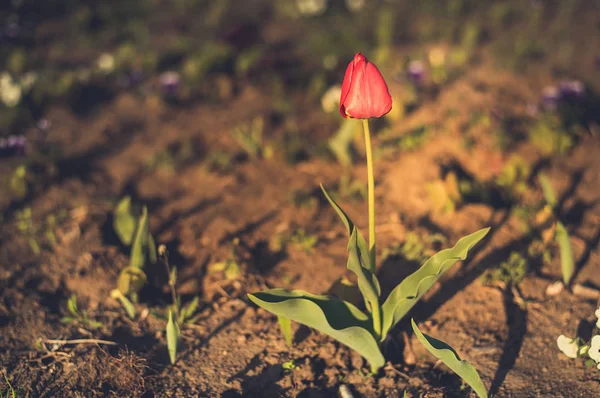 红色郁金香盛开的花坛 — 图库照片