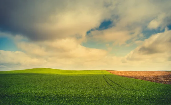 Majsfält och himmel — Stockfoto