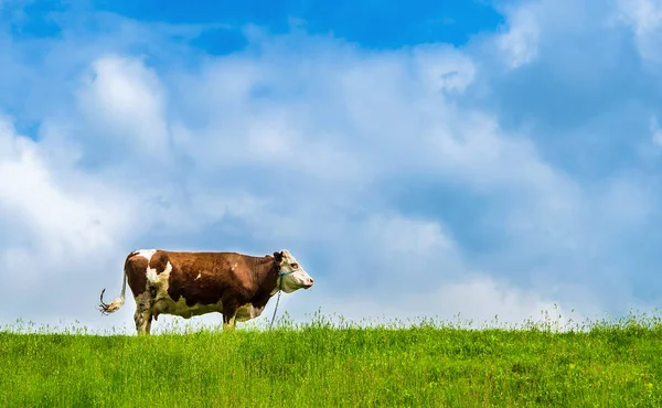 Paisagem foto com grama verde e céu bonito — Fotografia de Stock