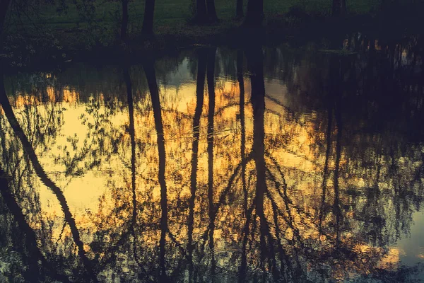 Отражение дерева в воде — стоковое фото