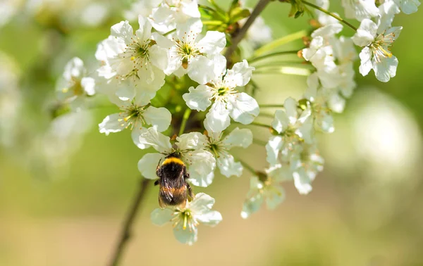 Κοντινό πλάνο φωτογραφία μιας μέλισσας σε λουλούδι — Φωτογραφία Αρχείου