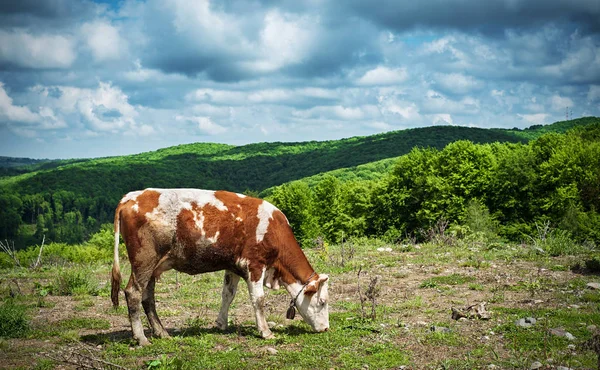 소가 들에서 풀을 뜯고 있다 — 스톡 사진