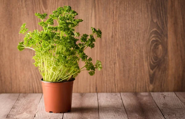 Tied fresh parsley on wooden background — Stock Photo, Image