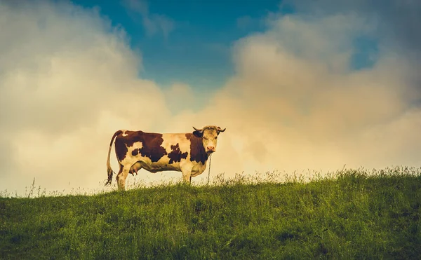 Vintage photo of a cow — Stock Photo, Image