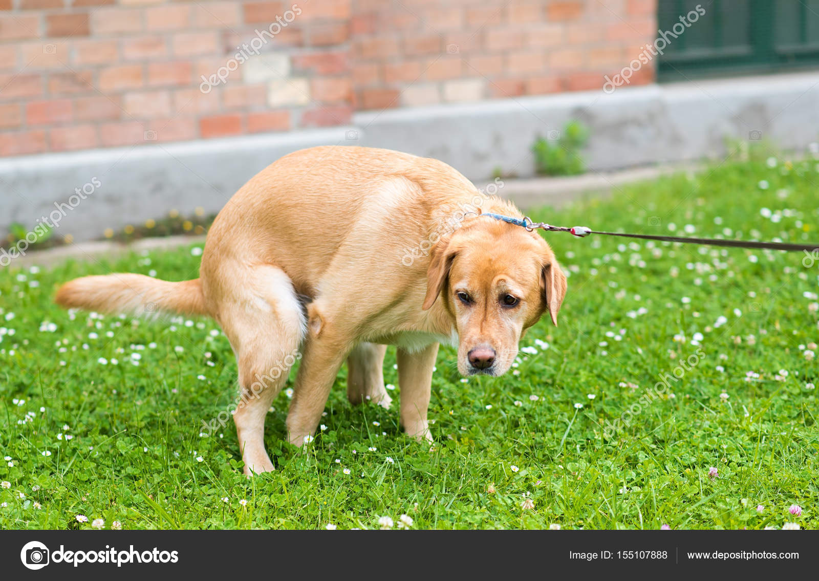 Собака на унитазе. Такса собака. Собака ходит в туалет. Собака на унитазе. Такса какает.