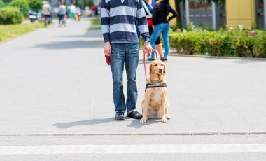 Rehber köpek kör bir adam yardımcı oluyor