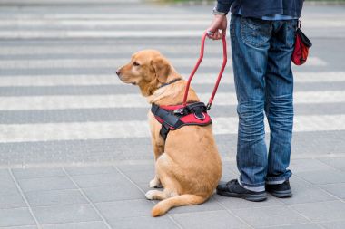 Rehber köpek kör bir adam yardımcı oluyor