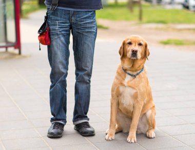 Labrador köpek ve sahibidir