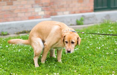 Labrador retriever köpek kakasını yapan Park