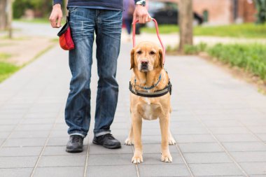 Rehber köpek kör bir adam yardımcı oluyor