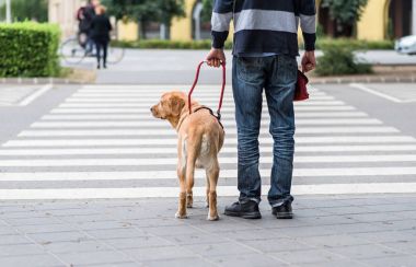 Rehber köpek kör bir adam yardımcı oluyor