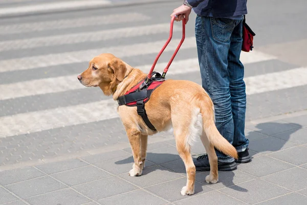 Le chien guide aide un aveugle — Photo