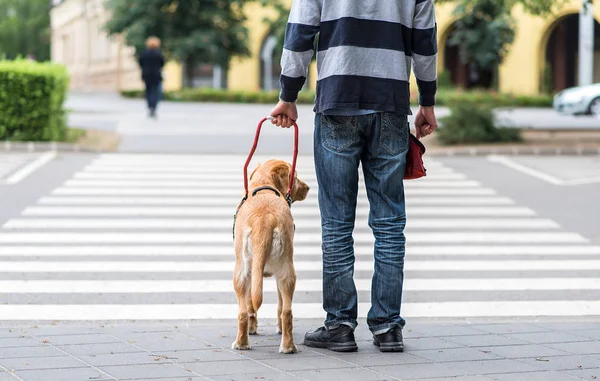 Cão guia está ajudando um homem cego — Fotografia de Stock