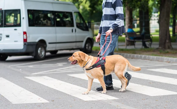 Rehber köpek kör bir adam yardımcı oluyor