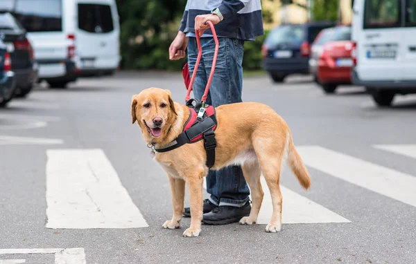 Cão guia está ajudando um homem cego — Fotografia de Stock