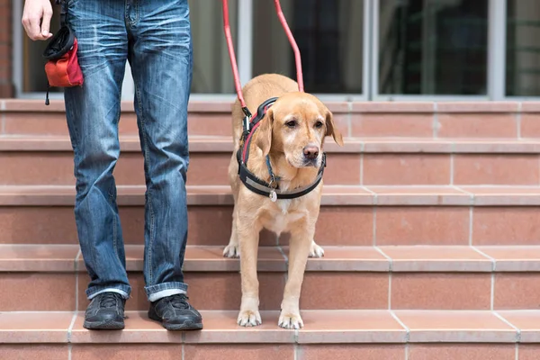 Blindenführhund hilft Blinden — Stockfoto