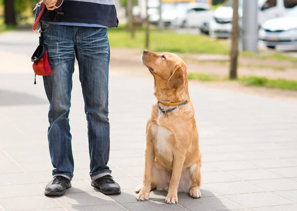 Pies Labrador i właściciel w mieście — Zdjęcie stockowe