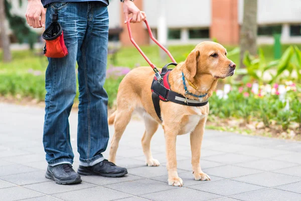 Guide dog is helping a blind man