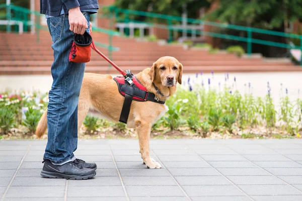 Cão guia está ajudando um homem cego — Fotografia de Stock