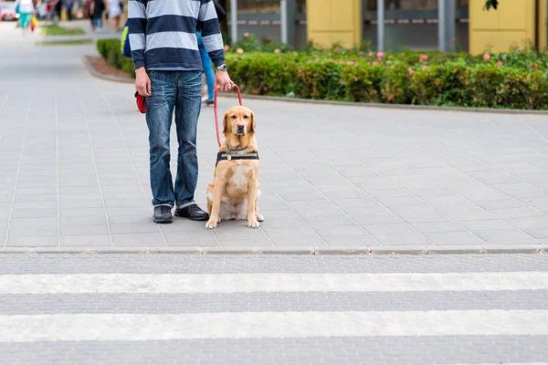 Cão guia está ajudando um homem cego — Fotografia de Stock