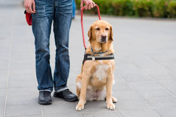 Pies Przewodnik pomaga ślepy człowiek — Zdjęcie stockowe