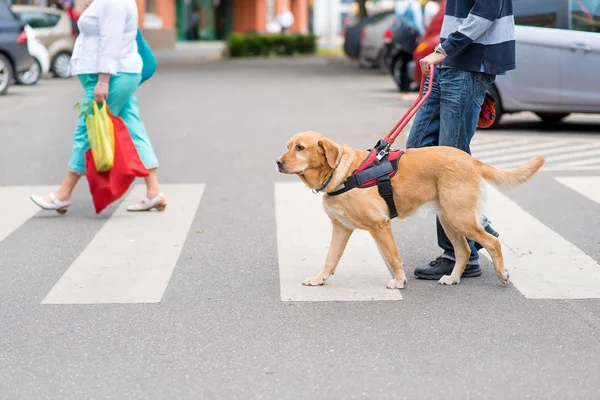 Vodicí pes pomáhá slepec — Stock fotografie