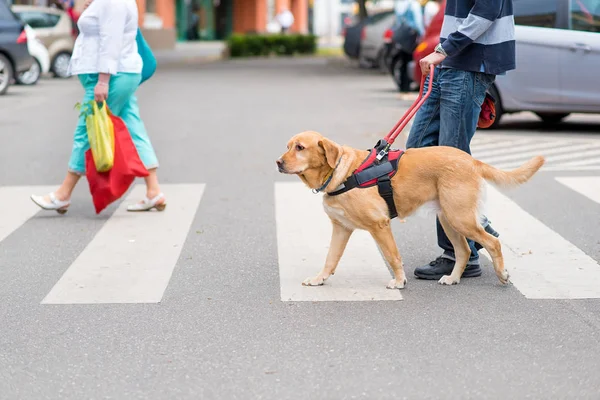 Rehber köpek kör bir adam yardımcı oluyor