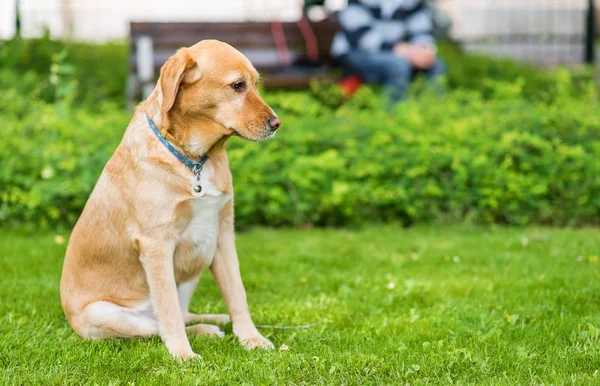 Yeşil parkta oturan labrador retriever köpek — Stok fotoğraf