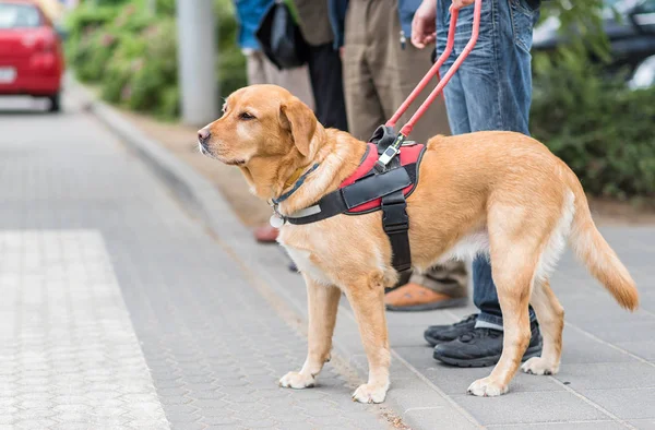 Geleidehond helpt een blinde man — Stockfoto