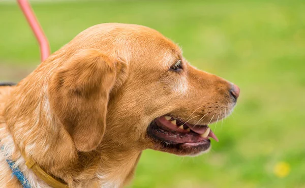 Close-up foto van een gezicht Labrador hond in park — Stockfoto