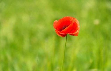 Portre fotoğraf vahşi bir haşhaş çiçek