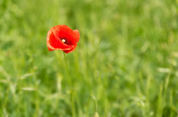 野生のケシの花のクローズ アップ写真 — ストック写真