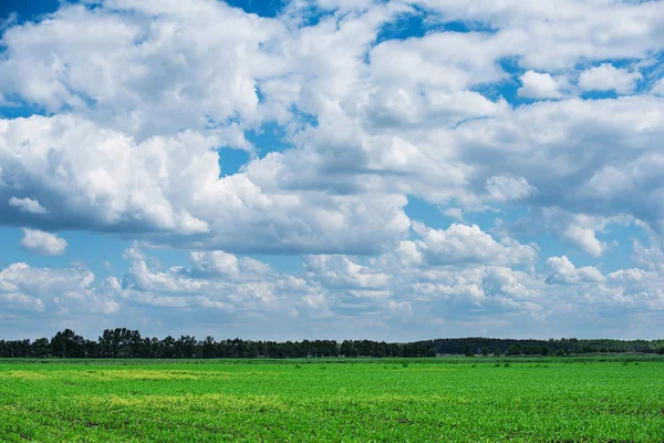 Grönt fält landskap med molnigt himmel — Stockfoto