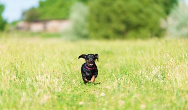 Parktaki dachshund köpeği