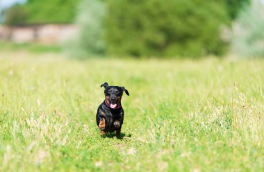 Parktaki dachshund köpeği
