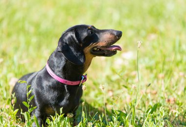 Parktaki dachshund köpeği