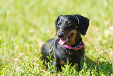 Parktaki dachshund köpeği