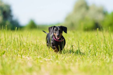 Parktaki dachshund köpeği