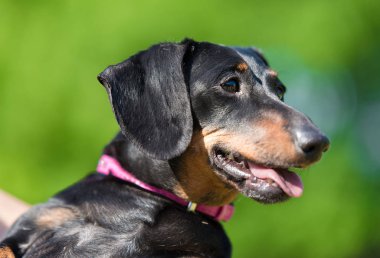 Parktaki dachshund köpeği