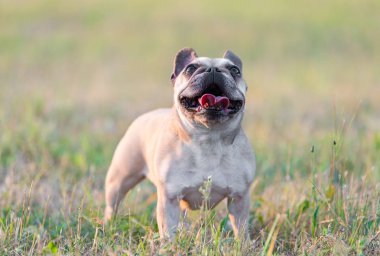 Fransız buldozer fotoğrafı