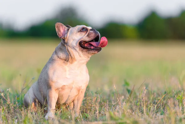 Photo of a French Bulldog — Stock Photo, Image