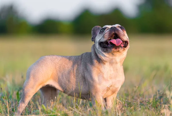 Zdjęcie z Buldog francuski — Zdjęcie stockowe