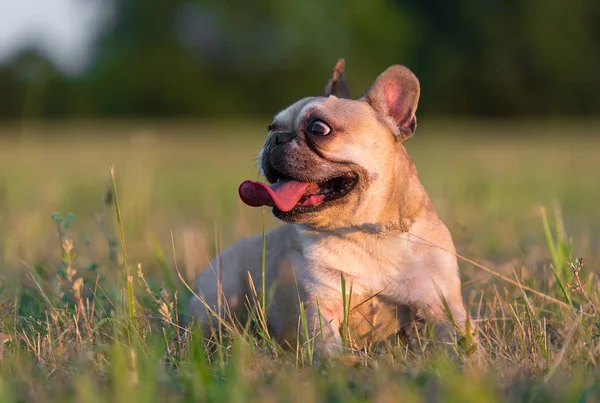 Zdjęcie z Buldog francuski — Zdjęcie stockowe