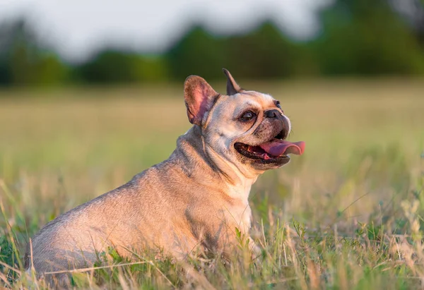 Photo d'un bouledogue français — Photo